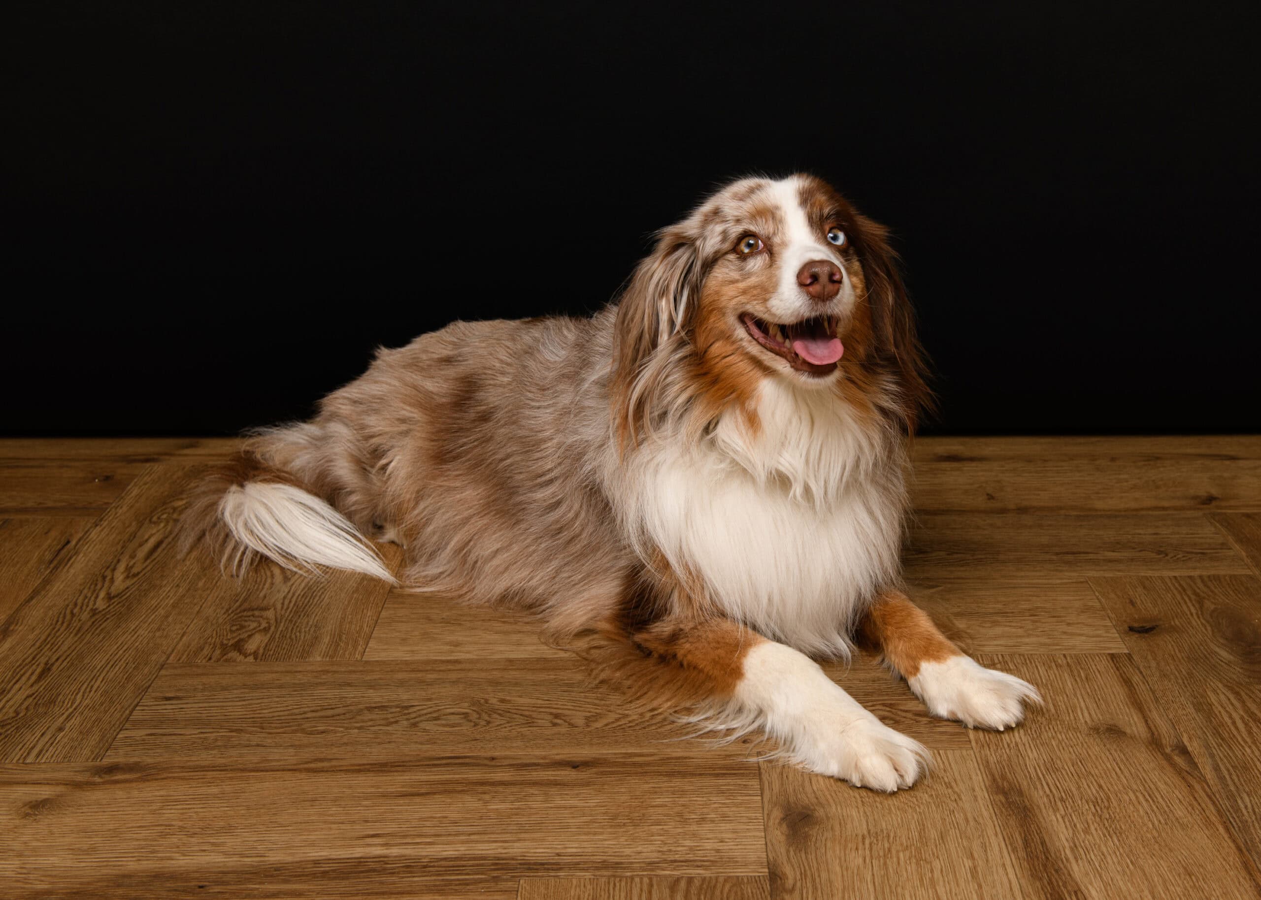 Praxishund Finn, der Mini Australian Shepherd der Zahnarztpraxis Rampf